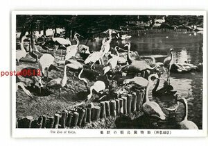 XyX5043●朝鮮 京城名所 動物園鳥類の群集 *傷み有り【絵葉書】