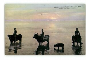 XZB8750●南洋 南洋サイパン島カナカ族の牛に乗りて遊ぶ実況 *傷み有り【絵葉書】