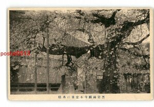 XZB5703●福島 黒岩満願寺本堂並に糸桜 *傷み有り【絵葉書】