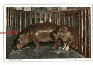 XZB5938●東京 上野公園動物園 かば *傷み有り【絵葉書】