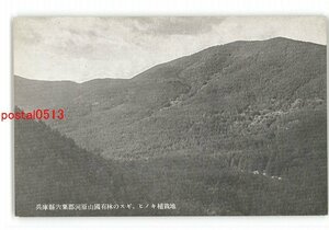 XZC7679●兵庫 宍粟郡河原山国有林のスギ、ヒノキ植栽地 *傷み有り【絵葉書】