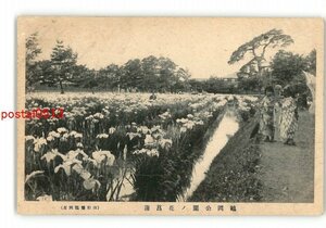 XZD7771●山形 鶴岡公園の花菖蒲 *傷み有り【絵葉書】