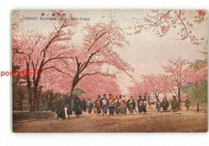 XZD5115●東京 上野公園の桜 *傷み有り【絵葉書】