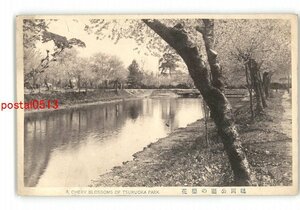 XZD4943●山形 鶴岡公園の桜 *傷み有り【絵葉書】