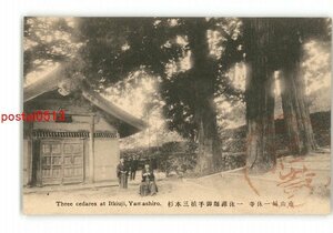 XZD6736●京都 南山城一休寺 一休禅師御手植三本杉 *傷み有り【絵葉書】