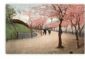 XZC5142●北海道 小樽公園の桜 *傷み有り【絵葉書】
