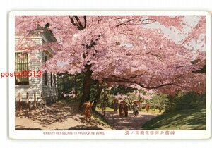 XZE3379●北海道 函館公園 桜満開 *傷み有り【絵葉書】