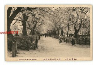 XZD5670●宮城 仙台名所 榴ヶ岡公園の桜花 *傷み有り【絵葉書】