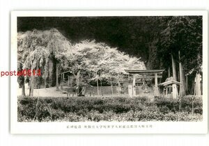 XZF0738●埼玉 高麗神社 桜 *傷み有り【絵葉書】