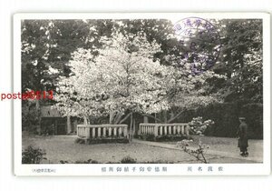 XZG5599●新潟 佐渡 順徳帝御手植御所桜 *傷み有り【絵葉書】