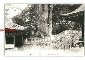 XZG7732●大分 八幡朝見神社 神木 *傷み有り【絵葉書】