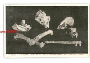 XZH6880●奈良 洞川 資料絵葉書 面不動鍾乳洞より発掘の化石 *傷み有り【絵葉書】