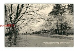 XZH8843●静岡 富士 大宮名勝 桜の大宮 浅間神社神苑の桜 *傷み有り【絵葉書】