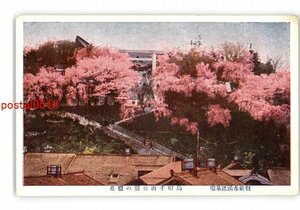 XZI5310●山形 羽前赤湯温泉場 烏帽子山公園の桜花 *傷み有り【絵葉書】