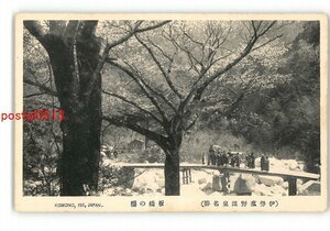 XZJ0328●三重 伊勢菰野温泉名勝 板橋の桜 *傷み有り【絵葉書】