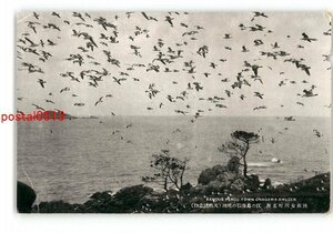 XZJ1868●宮城 陸前女川町名所 江の島海猫の飛翔 天然記念物 *傷み有り【絵葉書】