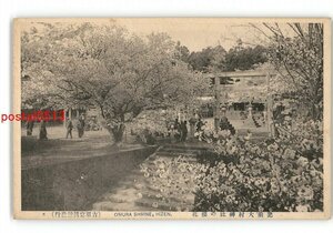 XZJ4614●長崎 肥前大村神社の桜花 *傷み有り【絵葉書】