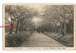 XZJ4615●長崎 肥前大村神社二重馬場桜のトンネル *傷み有り【絵葉書】