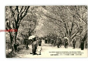 XZJ9699【新規】熊本 熊本百景 爛漫たる桜花のトンネル 御幸坂の春色 *傷み有り【絵葉書】