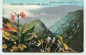 Xf0618●栃木 日光白根山 高山植物【絵葉書】