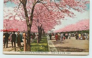 Xf8947●東京 隅田公園の桜【絵葉書】