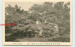 Xg1690●京都 高雄山地蔵院 文覚上人手植の松【絵葉書】