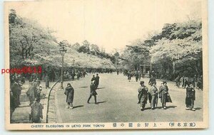 Xk7028●東京 上野公園の桜 *アルバム跡有り k 【絵葉書】