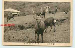 Xj5921●宮城 金華山 鹿山公園の鹿 *アルバム跡有り k 【絵葉書】