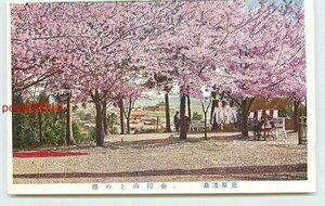 Xk5931●福井 芦原温泉 公園山上の桜 *アルバム跡有り k 【絵葉書】