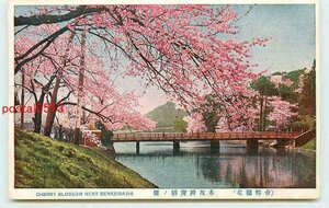 Xm6741●東京 赤坂弁慶橋の桜【絵葉書】