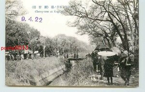 Xm1557●東京 小金井の桜 関野橋【絵葉書】