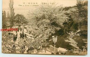 Xn1166●北海道 小樽 花園公園の桜【絵葉書】