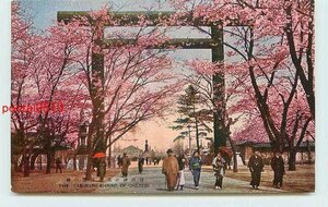 Xr2007●東京 靖国神社鳥居付近桜【絵葉書】