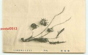 J5613●動植物俳句入 No5【絵葉書】