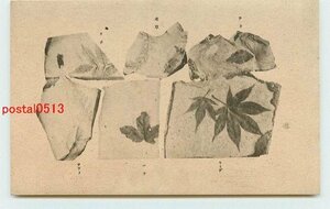 V6242●栃木 塩原 木の葉化石園 化石 その4 c 【絵葉書】