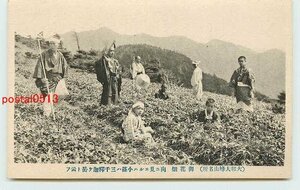 Xa8677●奈良 大峰山 御花畑【絵葉書】