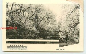 Xa3261●岐阜 高山 招魂社池畔の桜【絵葉書】