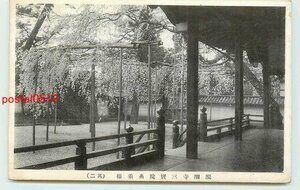 W9063●京都 醍醐寺三宝院 糸垂桜【絵葉書】