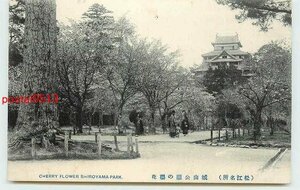 Xd4717●島根 松江 城山公園の桜 天主閣【絵葉書】