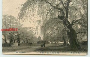 Xb4474●宮城 仙台 躑躅岡公園の桜【絵葉書】