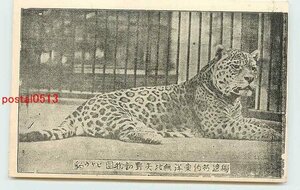 Xb1259●矢野動物園 その2【絵葉書】