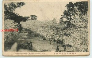 Xc3088●山口 萩 指月公園 桜【絵葉書】