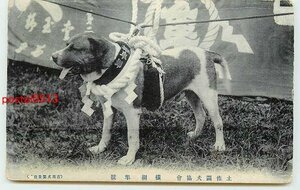 Xd3064●高知 闘犬 横綱 隼号【絵葉書】