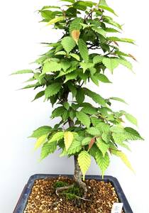 盆栽　小品素材　「赤芽ソロ」　高さ約46cm(鉢含む)