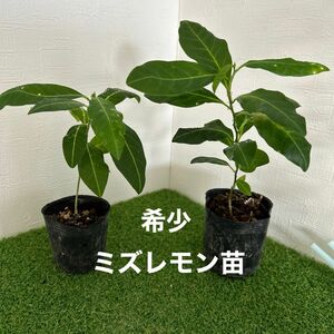 希少　ミズレモン苗　抜き苗2本＋α