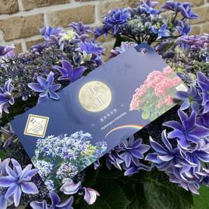 * Mother's Day sale * amount 3 purple . flower month rainbow gekko blue 5 number pot 