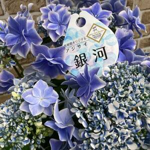 * the first summer. gardening amount 2 purple . flower Shimane original Milky Way 5 number pot 