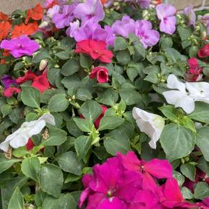 * the first summer. gardening in pa changer s Mix 10 pot set 
