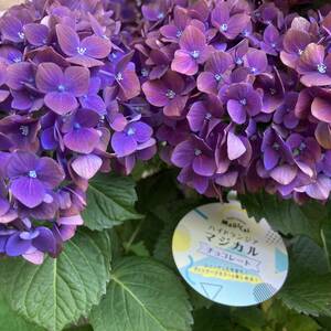 ★初夏の紫陽花セール　数量３　色彩変化　マジカルチョコレート　　５号鉢