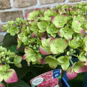 ★初夏の紫陽花セール　いつ切り戻しても花が咲く紫陽花 　サマークラッシュ　４号３鉢セット